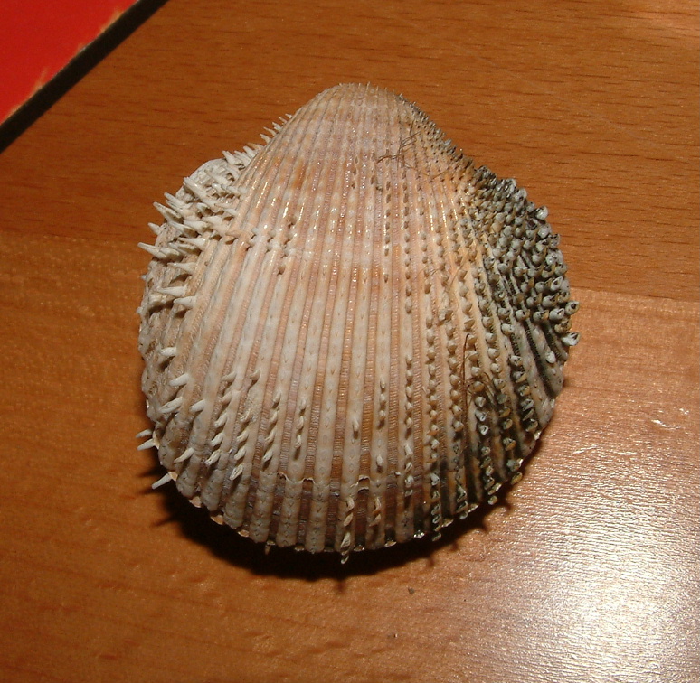 Acanthocardia spinosa